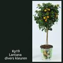 Bild von KP19 Lantana  stam rose